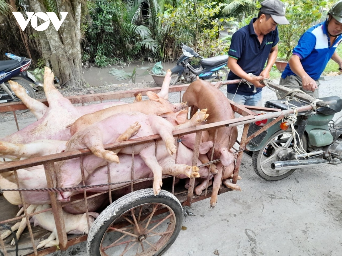 Vietnam scrambles to wipe out African swine fever